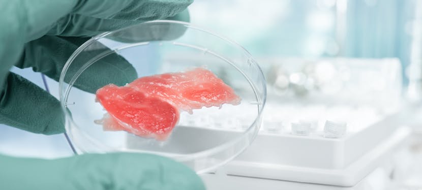 Viande in vitro : comment faire de la viande sans tuer des animaux ?