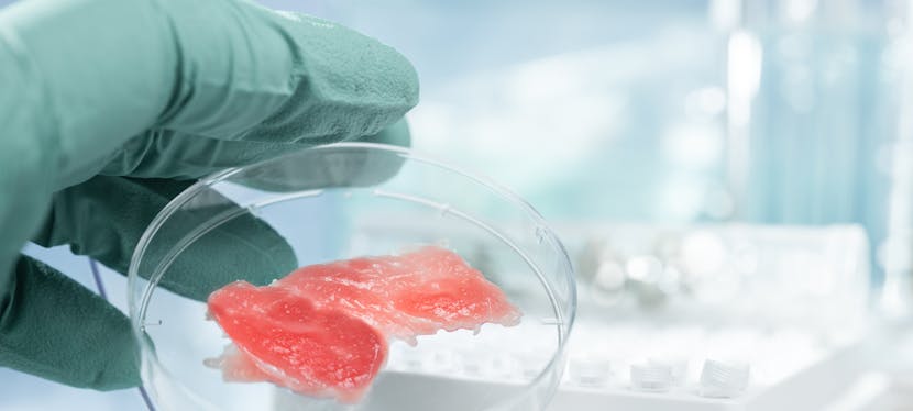 Viande in vitro : comment faire de la viande sans tuer des animaux ?