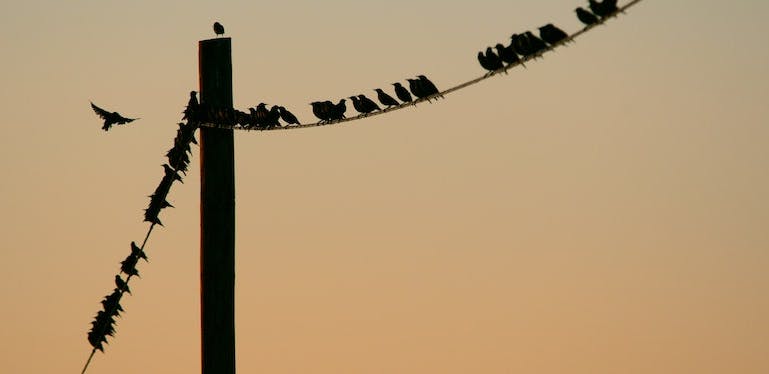 oiseaux posés sur un fil électrique