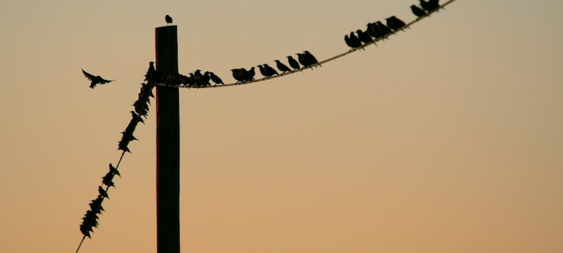 oiseaux posés sur un fil électrique
