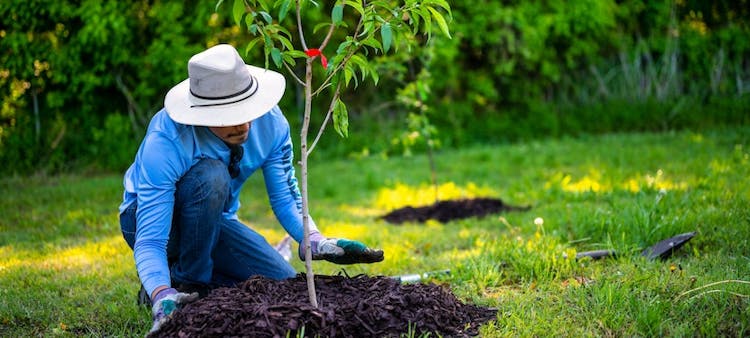 Jardinier qui plante un arbre