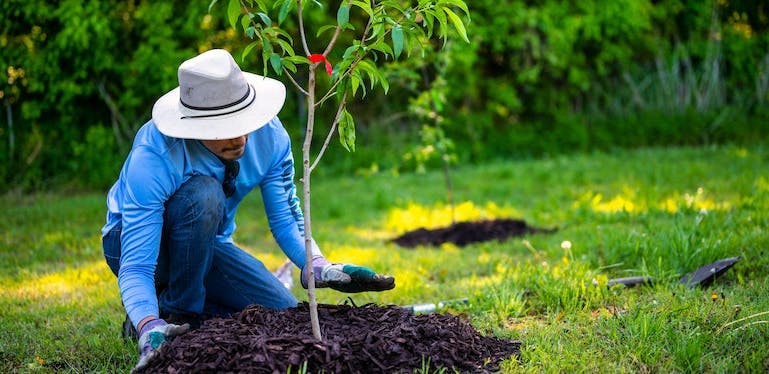Jardinier qui plante un arbre