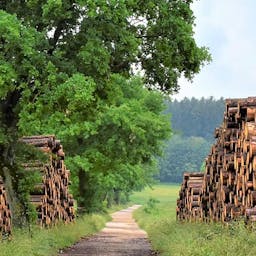 Des troncs de bois sur le bord d'un chemin