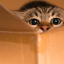 Un chat dans un carton avant un déménagement
