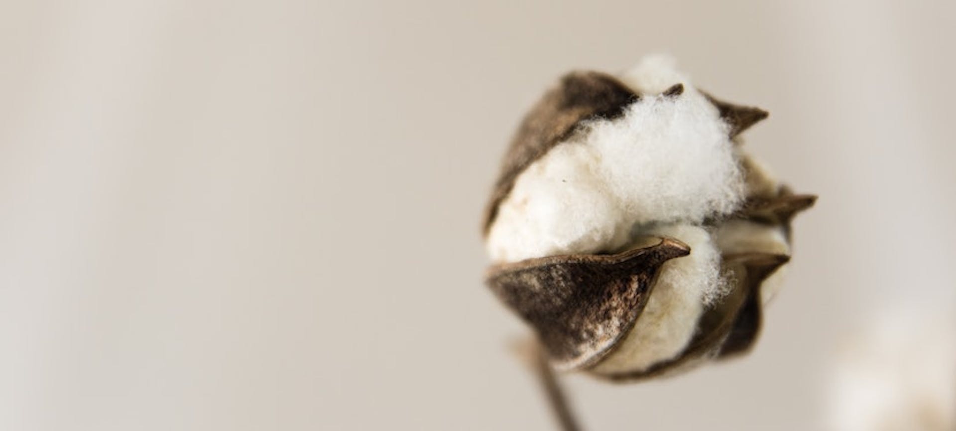 Fleur de coton biologique