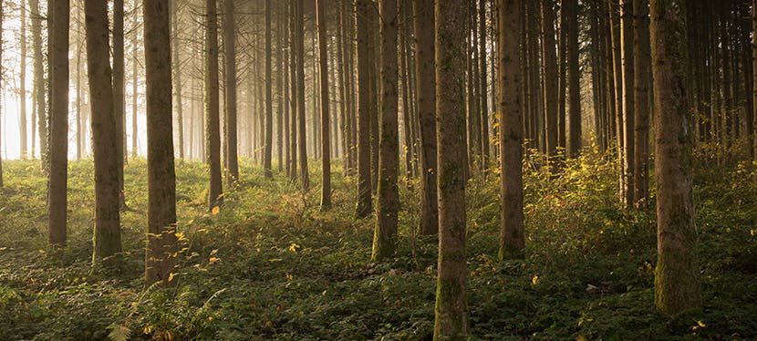 Combien d’arbres faut-il pour compenser les émissions de CO₂ d’une personne ?