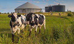 Des vaches dans un champ avec des cuves de biogaz en arrière plan
