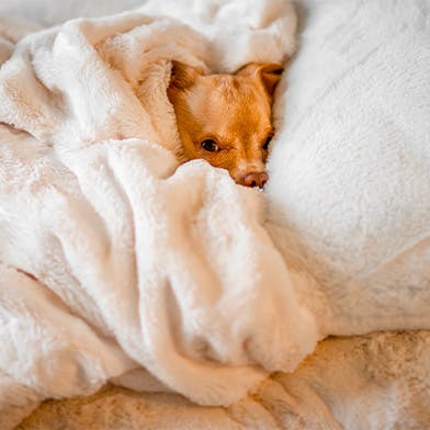 Un chien dans une couverture pour se réchauffer