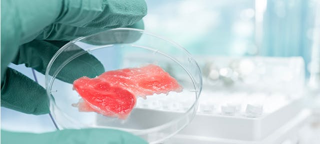 Viande in vitro