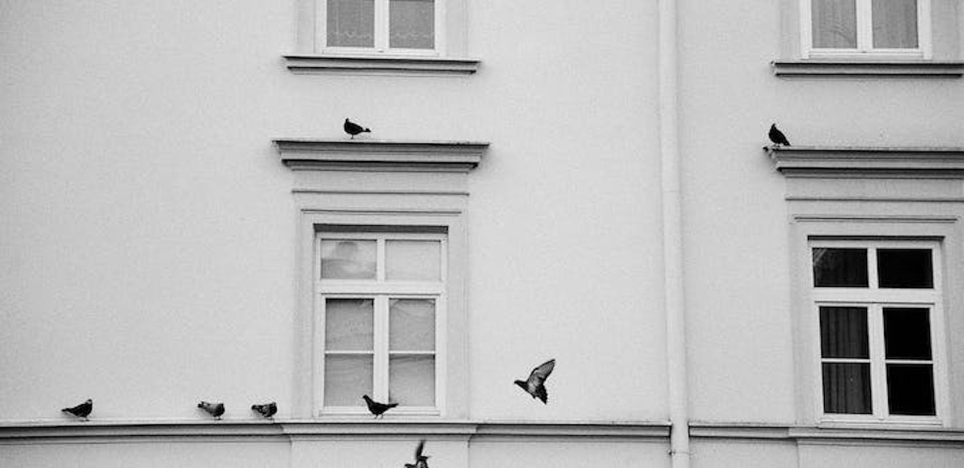 façade d'immeuble avec des pigeons