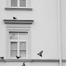 façade d'immeuble avec des pigeons