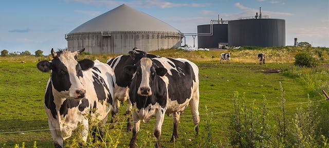 Des vaches dans un champ avec des cuves de biogaz en arrière plan