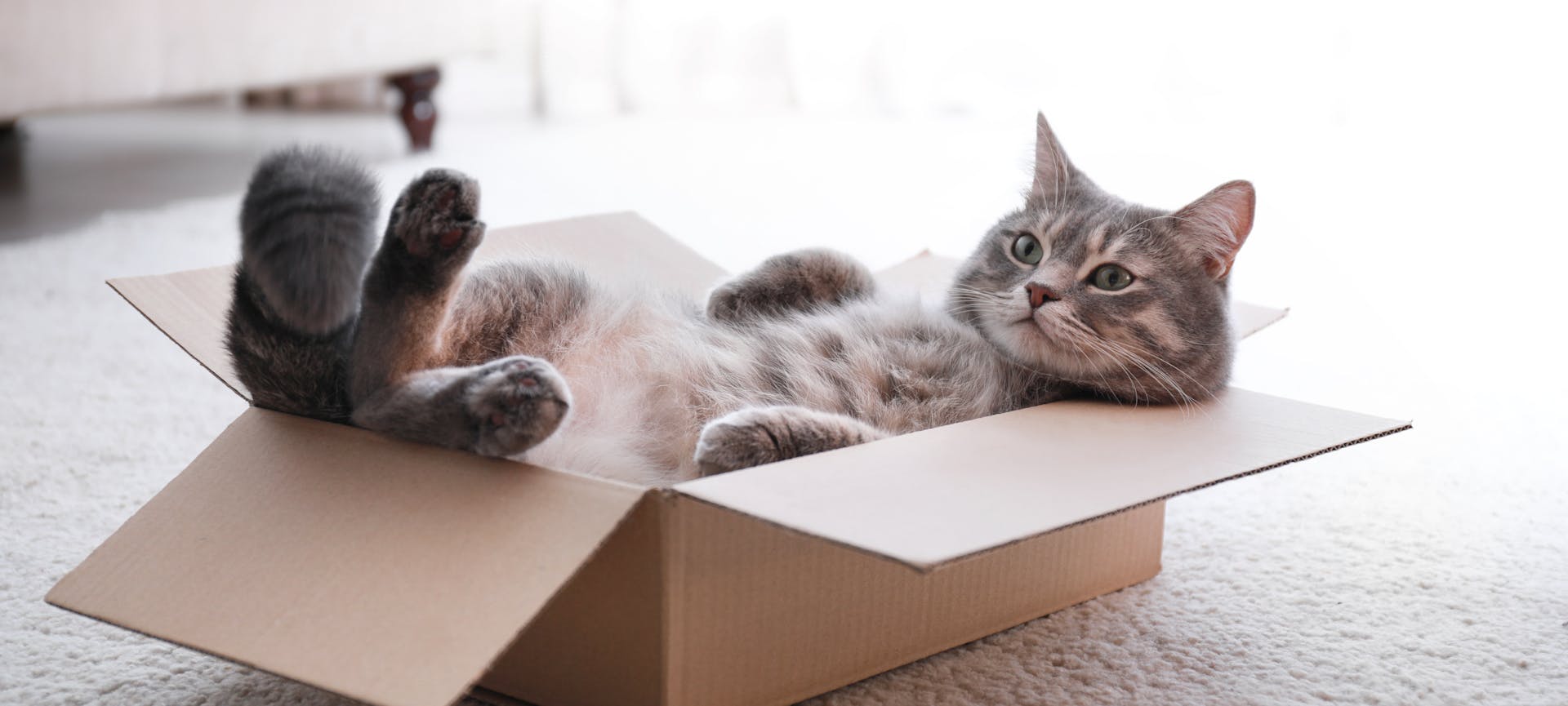 Demenagement chat : un chat qui se cache dans les cartons