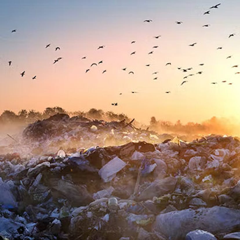 Des oiseaux volants au dessus d'une décharge à ciel ouvert