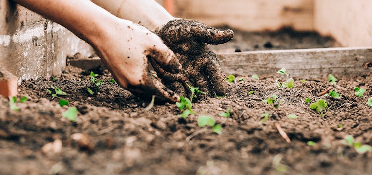 biogaz domestique utilisé comme engrais
