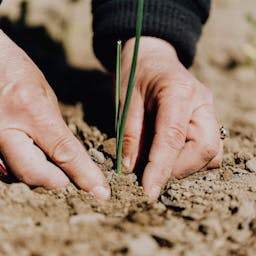 Mains qui plantent une herbe