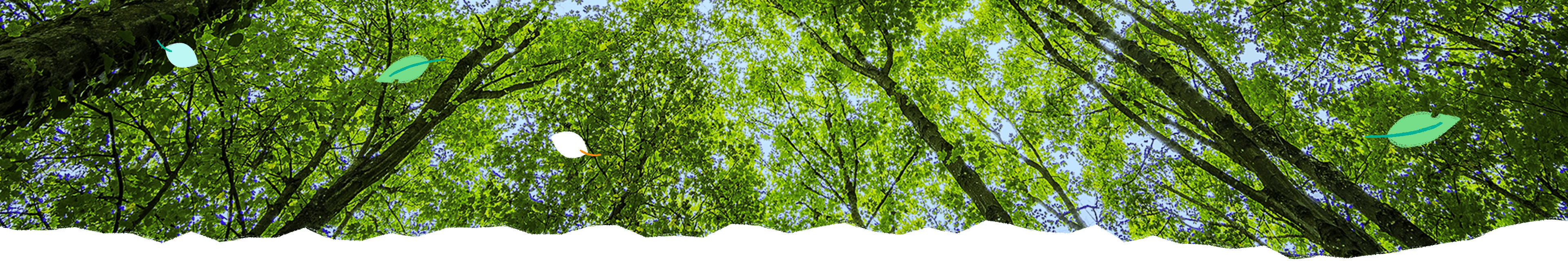 une forêt