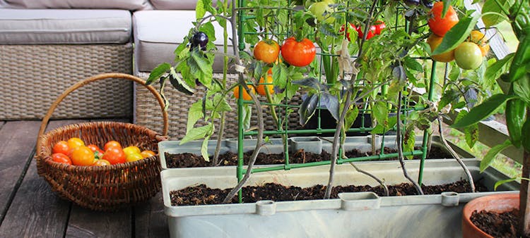 Récolte d'un potager d'appartement.