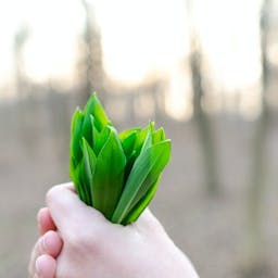 Main qui tient des feuilles vertes