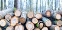 Pile de bûches de bois