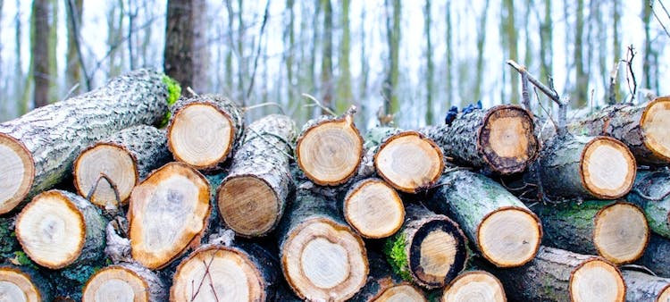 Pile de bûches de bois