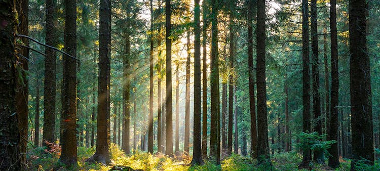 Une forêt boisée