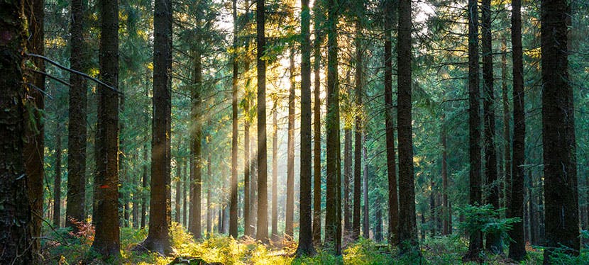 Combien d’arbres faut-il pour compenser les émissions de CO₂ d’une personne ?