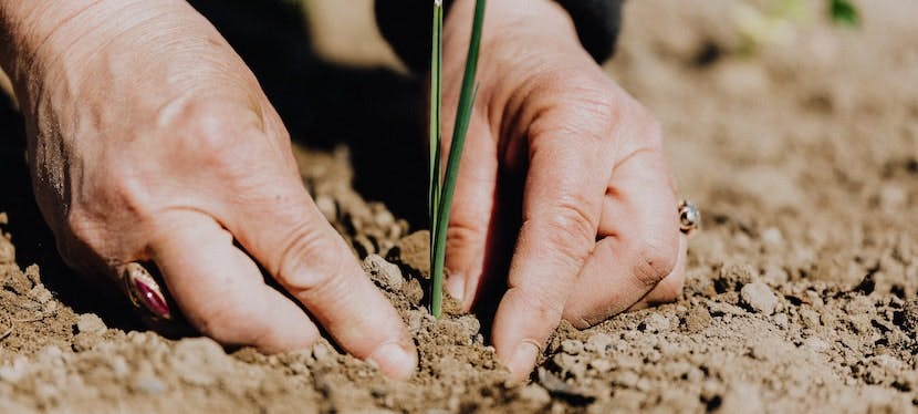 Mains qui plantent une herbe