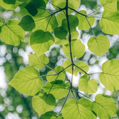 Des feuilles vertes dans une forêt pour illuster le principe de prévention