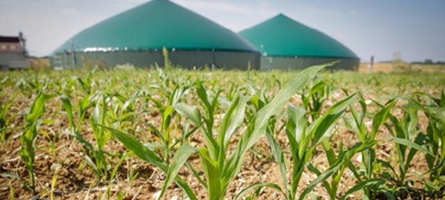 Au bout d'une champs de maïs, deux grands méthaniseurs qui permettent de produire du biométhane à partir de la décomposition de déchets organiques