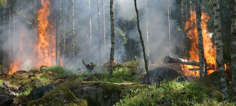 forêt en feu