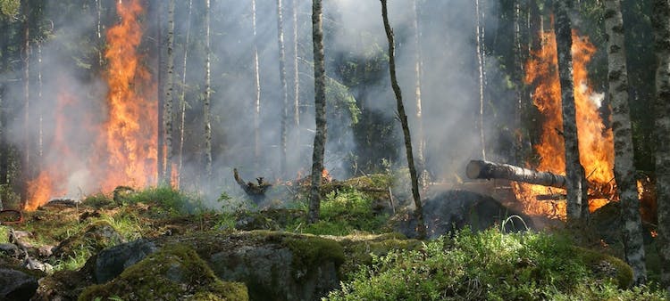 forêt en feu