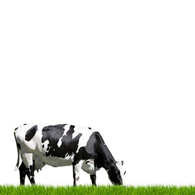 vache entrain de brouter de l'herbe 