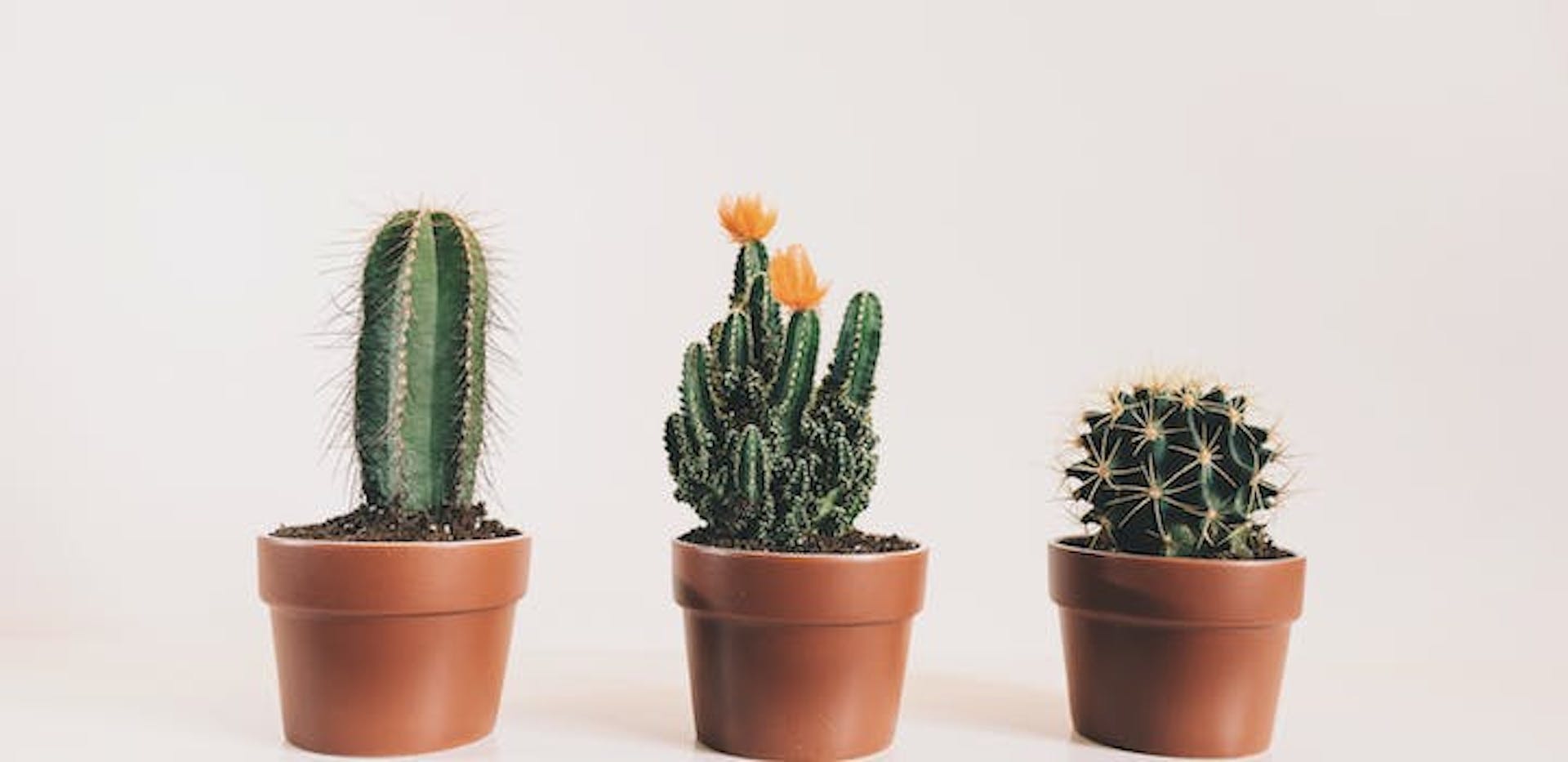 trois bébés cactus