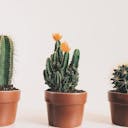 trois bébés cactus