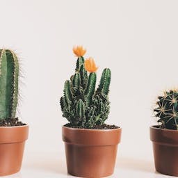 trois bébés cactus