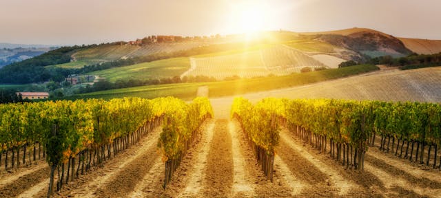 vignes françaises avec un coucher de soleil