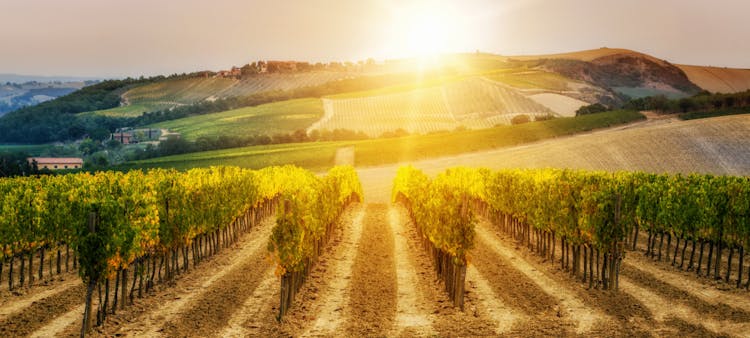 vignes françaises avec un coucher de soleil
