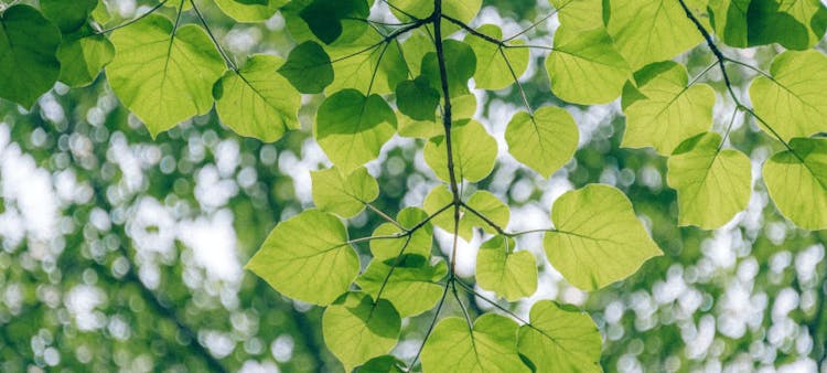 Des feuilles vertes dans une forêt pour illuster le principe de prévention