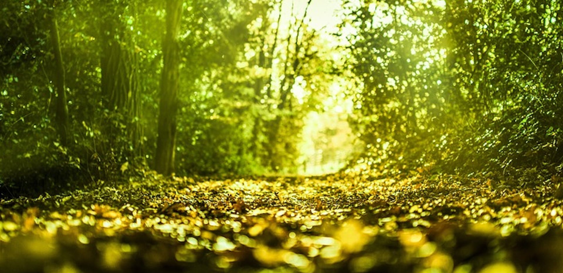 Un chemin forestier lumineux