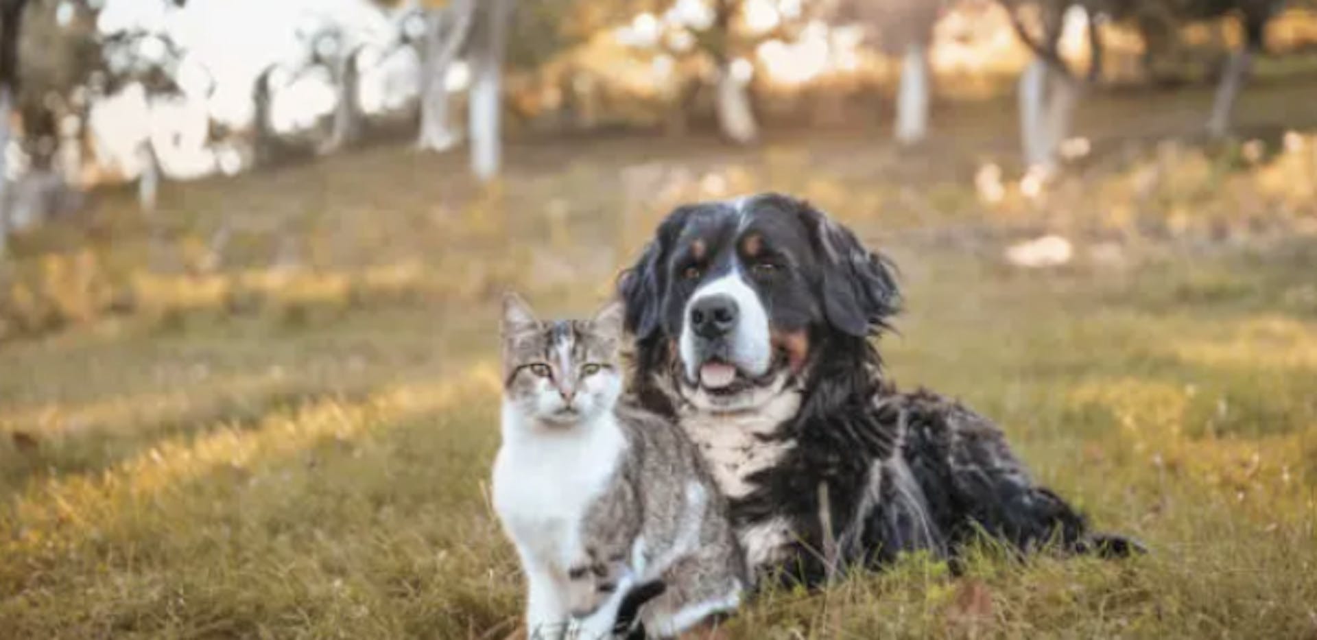 Chien et chat