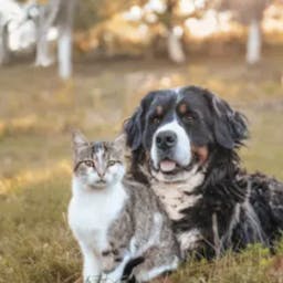 Chien et chat