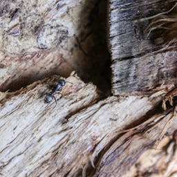 Fourmis charpentière sur le bois de chauffage