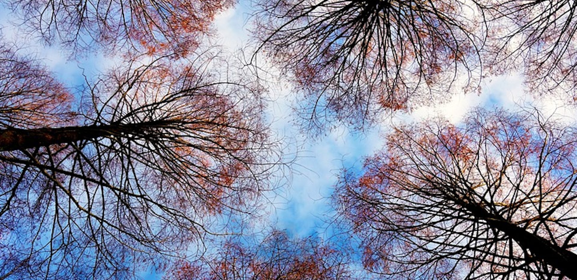 Des arbres en contre-plongée.