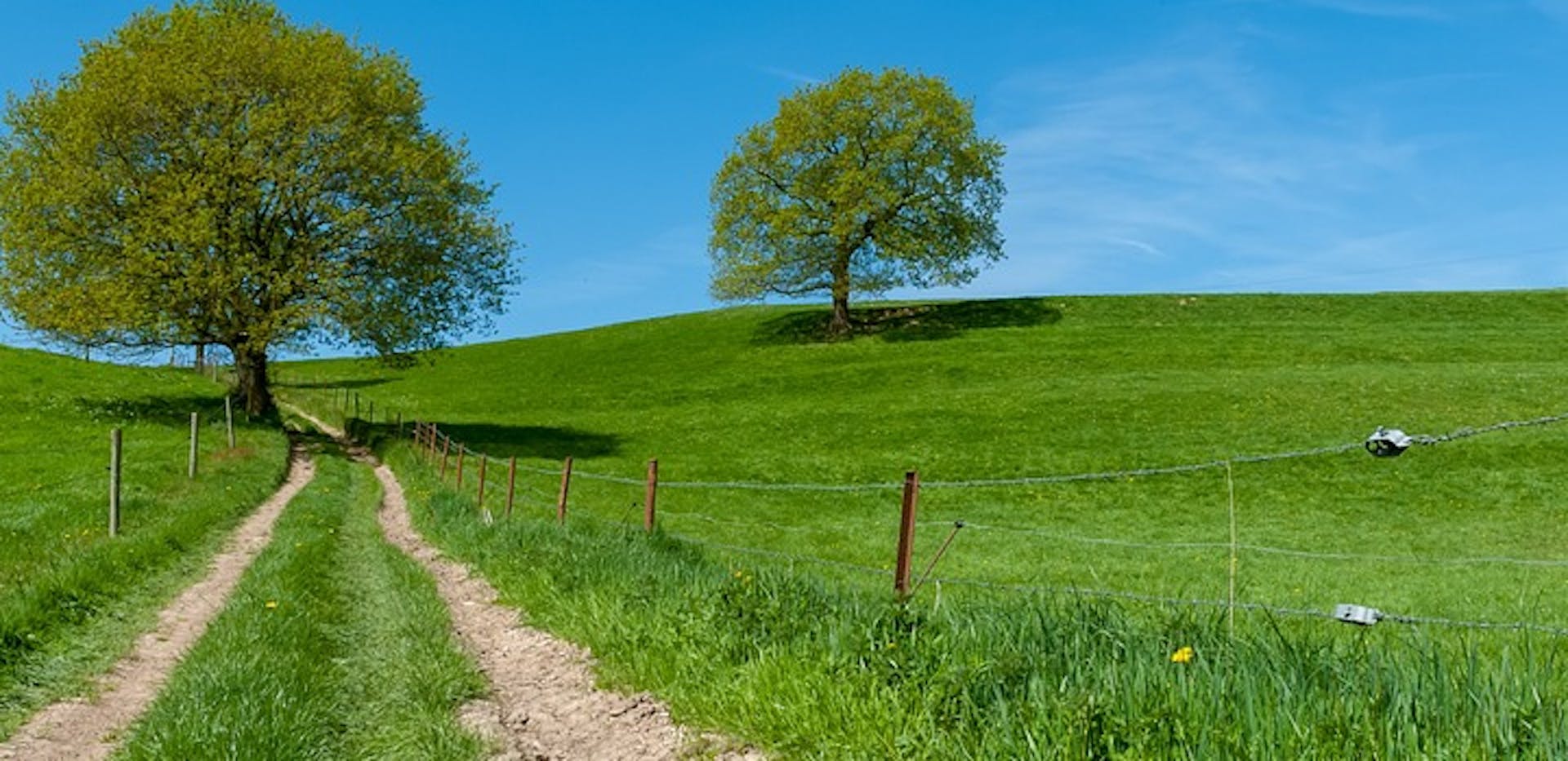 Un chemin et des arbres.