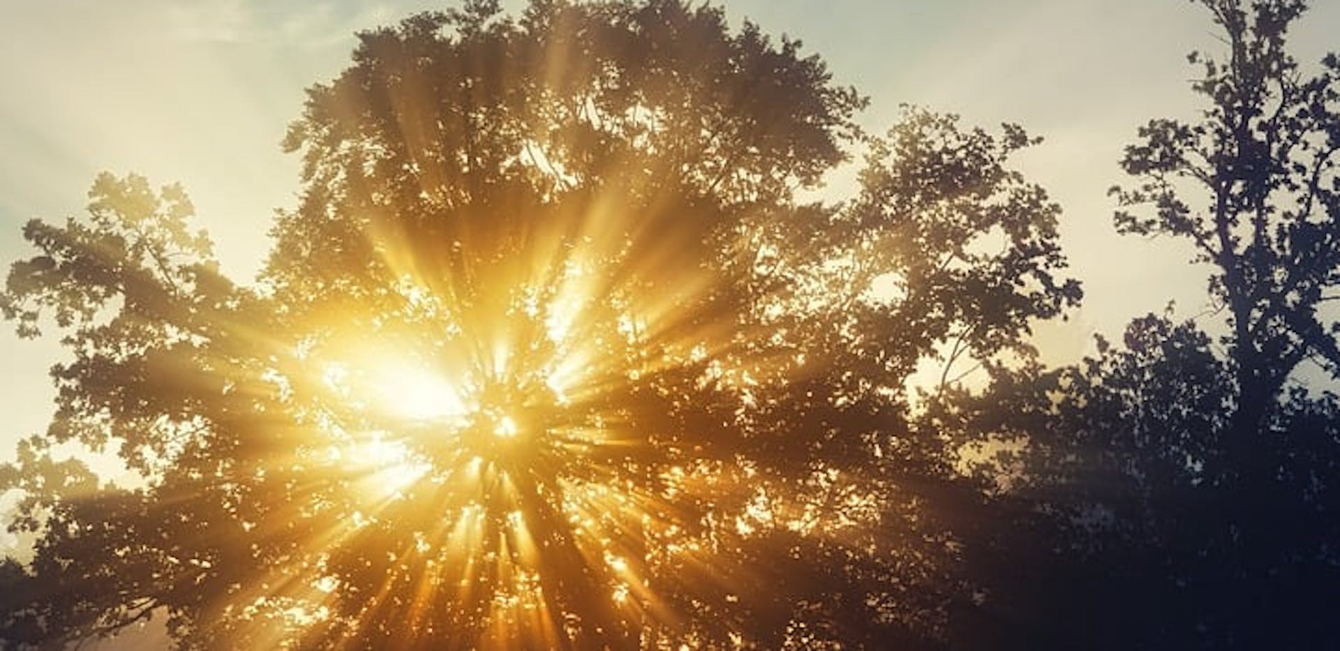 La lumière du soleil passant au travers d'un arbre.