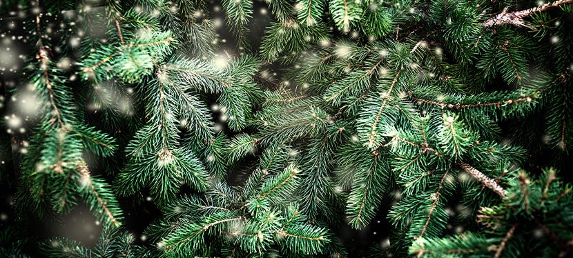 Qu’est-ce qu’un sapin de Noël vert et écolo ?