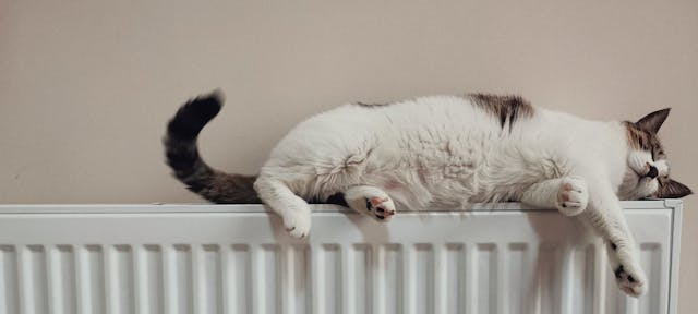 Chat qui dort sur un radiateur électrique
