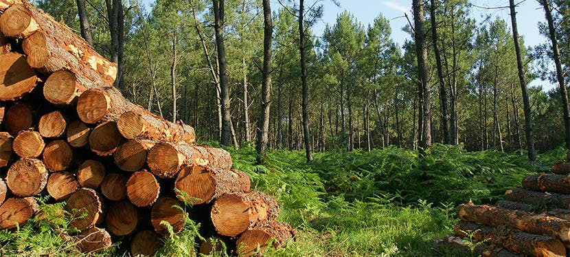 Les bûches de bois compressées, une alternative plus économique