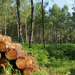 Faites-vous livrer des bûches de bois directement chez vous